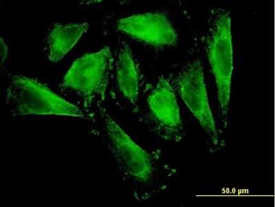 Immunocytochemistry/ Immunofluorescence: RFNG Antibody (6C7) [H00005986-M08]