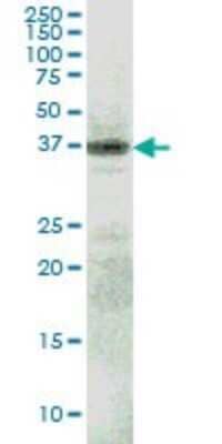 Western Blot: RFNG Antibody (6C7) [H00005986-M08]