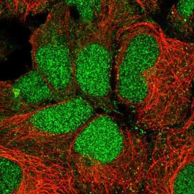 Immunocytochemistry/ Immunofluorescence: RFNG Antibody [NBP2-55331]