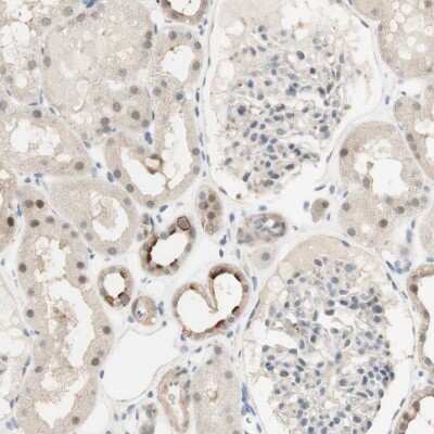 Immunohistochemistry-Paraffin: RFNG Antibody [NBP1-90946]
