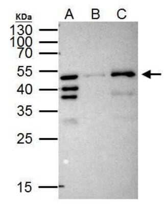 Immunoprecipitation: RFP Antibody (1433) [NBP2-43580]