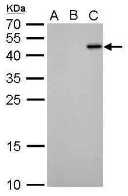 Western Blot: RFP Antibody (1433) [NBP2-43580]