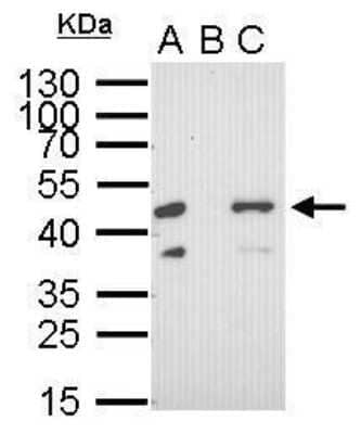 Immunoprecipitation: RFP Antibody (1610) [NBP2-43713]