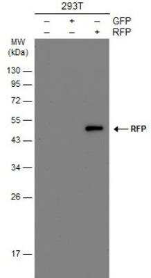 Western Blot: RFP Antibody (1610) [NBP2-43713]