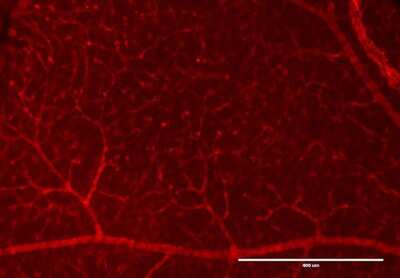 Immunocytochemistry/ Immunofluorescence: RFP Antibody [NBP1-69962]