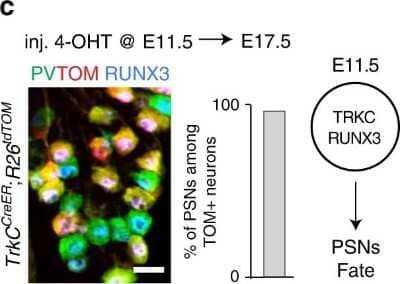 Immunocytochemistry/ Immunofluorescence: RFP Antibody [NBP1-97371]