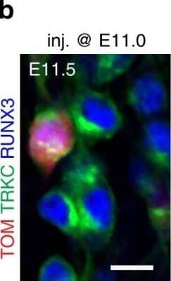 Immunocytochemistry/ Immunofluorescence: RFP Antibody [NBP1-97371]