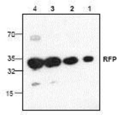 Western Blot: RFP Antibody [NBP1-45840]