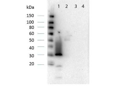 Western Blot: RFP Antibody [NBP1-69962]