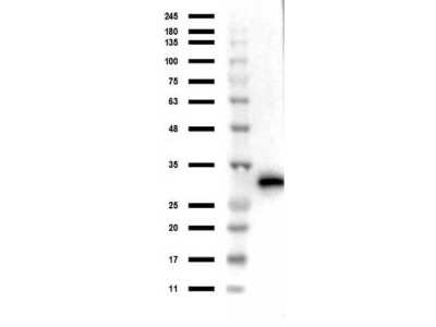Western Blot: RFP Antibody [NBP1-69962]