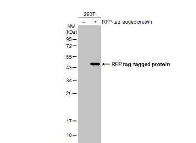 Western Blot: RFP Antibody [NBP2-19302]