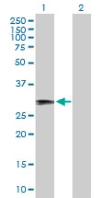 Western Blot: RFPL1 Antibody [H00005988-B01P]