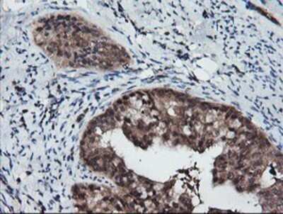 Immunohistochemistry: RFPL3 Antibody (OTI2G4) - Azide and BSA Free [NBP2-73862]