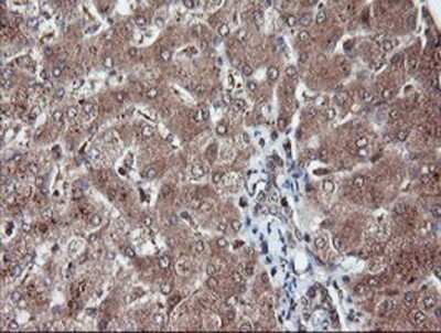 Immunohistochemistry: RFPL3 Antibody (OTI2G4) - Azide and BSA Free [NBP2-73862]