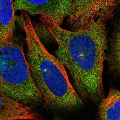 Immunocytochemistry/ Immunofluorescence: RFPL4A Antibody [NBP2-13222]