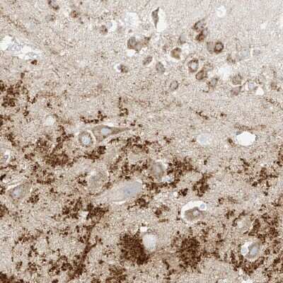 Immunohistochemistry-Paraffin: RFTN2 Antibody [NBP1-86807]