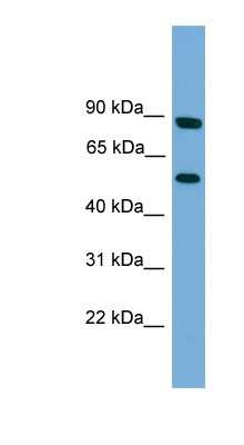 Western Blot: RFTN2 Antibody [NBP1-57042]