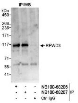 Immunoprecipitation: RFWD3 Antibody [NB100-68206]