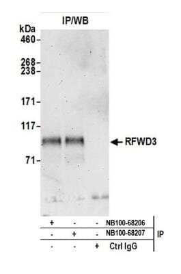 Immunoprecipitation: RFWD3 Antibody [NB100-68208]