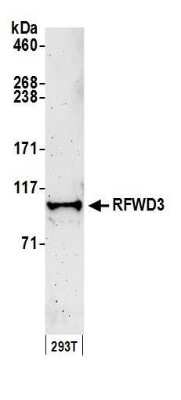 Western Blot: RFWD3 Antibody [NB100-68208]