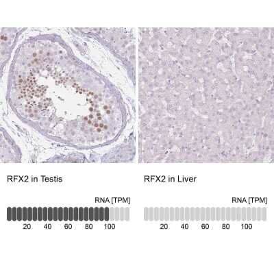 Immunohistochemistry-Paraffin: RFX2 Antibody [NBP2-13224]