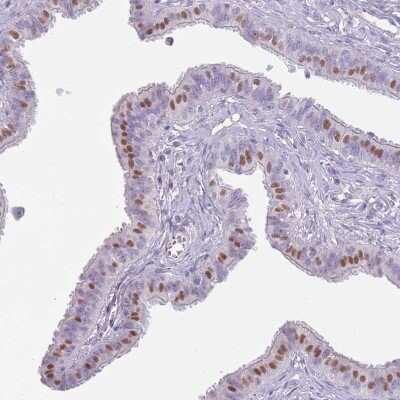 Immunohistochemistry-Paraffin: RFX2 Antibody [NBP2-13224]