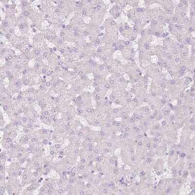 Immunohistochemistry-Paraffin: RFX2 Antibody [NBP2-13224]