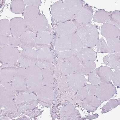Immunohistochemistry-Paraffin: RFX2 Antibody [NBP2-13224]