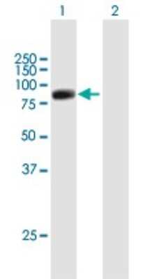 Western Blot: RFX2 Antibody [H00005990-B01P]