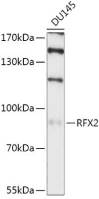 Western Blot: RFX2 AntibodyAzide and BSA Free [NBP2-94244]