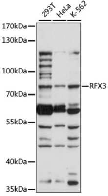 Western Blot: RFX3 AntibodyAzide and BSA Free [NBP2-94644]