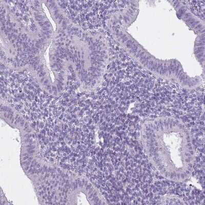 Immunohistochemistry-Paraffin: RFX4 Antibody [NBP2-48967]
