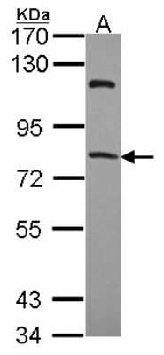 Western Blot: RFX4 Antibody [NBP2-15099]