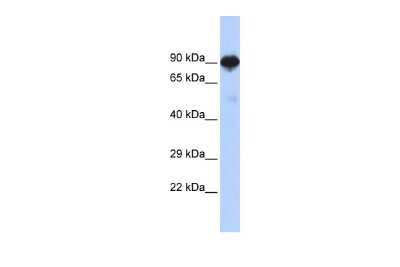 Western Blot: RFX4 Antibody [NBP2-88145]