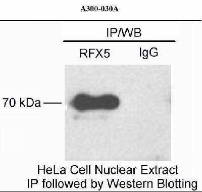 Western Blot: RFX5 Antibody [NB100-195]