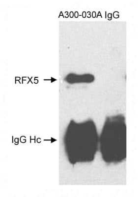 Western Blot: RFX5 Antibody [NB100-195]