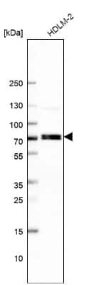 Western Blot: RFX5 Antibody [NBP1-86041]