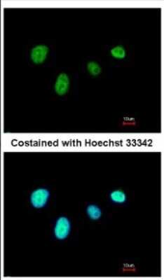 Immunocytochemistry/ Immunofluorescence: RFX6 Antibody [NBP2-20143]