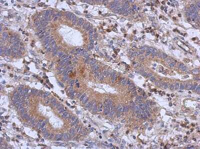 Immunohistochemistry-Paraffin: RFX6 Antibody [NBP2-20143]