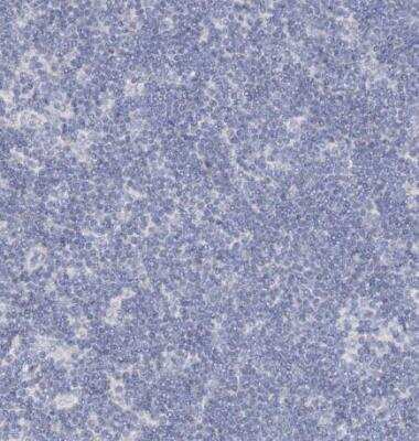 Immunohistochemistry-Paraffin: RFX6 Antibody [NBP2-48677]