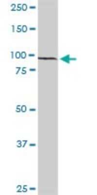 Western Blot: RFX6 Antibody [H00222546-D01P]