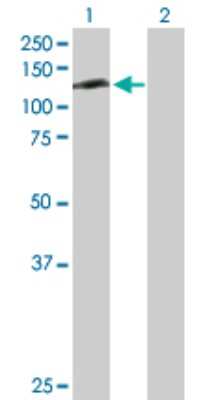 Western Blot: RFX6 Antibody [H00222546-D01P]