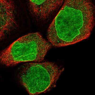 Immunocytochemistry/ Immunofluorescence: RFX7 Antibody [NBP1-83705]