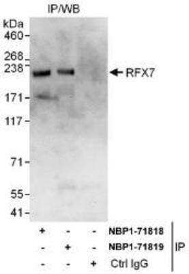 Immunoprecipitation: RFX7 Antibody [NBP1-71818]