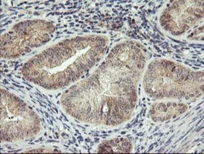 Immunohistochemistry: RFXANK Antibody (OTI3E7) - Azide and BSA Free [NBP2-73870]