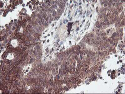 Immunohistochemistry: RFXANK Antibody (OTI3E7) - Azide and BSA Free [NBP2-73870]