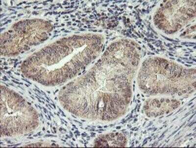 Immunohistochemistry-Paraffin: RFXANK Antibody (OTI3E7) [NBP2-01756]