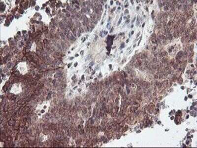 Immunohistochemistry-Paraffin: RFXANK Antibody (OTI3E7) [NBP2-01756]