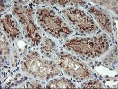 Immunohistochemistry-Paraffin: RFXANK Antibody (OTI3E7) [NBP2-01756]