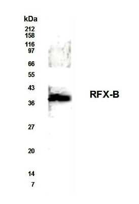 Western Blot: RFXANK AntibodyBSA Free [NB600-205]